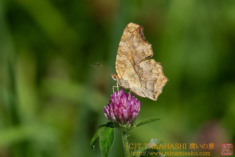 ../Images/7R240808 (51).jpg